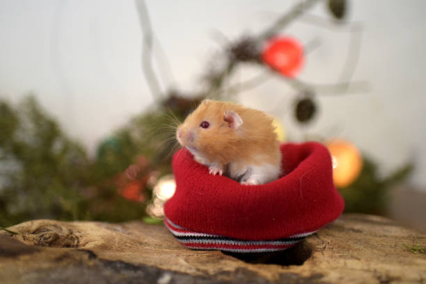 istock little hamster at Christmas 1399070292