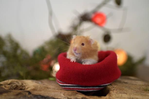 istock little hamster at Christmas 1399070299