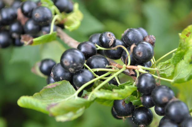 istock On the bush berries are ripe currant. 1399070422