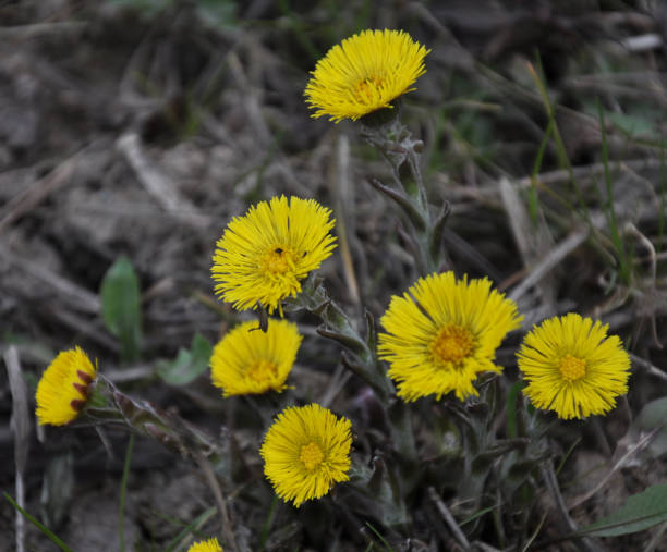 istock In nature, bloom early spring plant foalfoot (Tussilago farfara) 1399070517