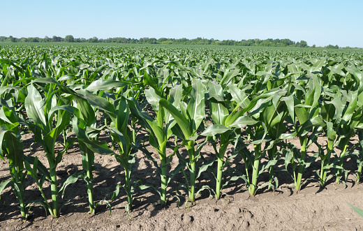 In the field, young corn using herbicides is protected from weeds