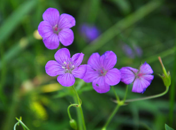 bloom in nature geranium - geranium pratense imagens e fotografias de stock