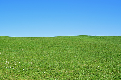 green grass of a meadow with horizon and blue sky in background