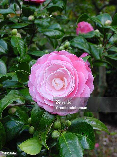 Pink Camellia Stock Photo - Download Image Now - Bud, Camellia, No People