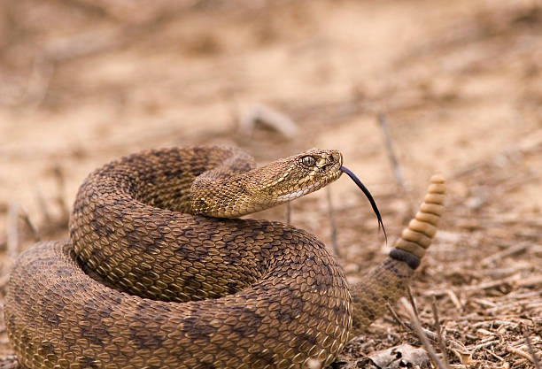 Rattlesnake Western rattlesnake strike ready snake with its tongue out stock pictures, royalty-free photos & images
