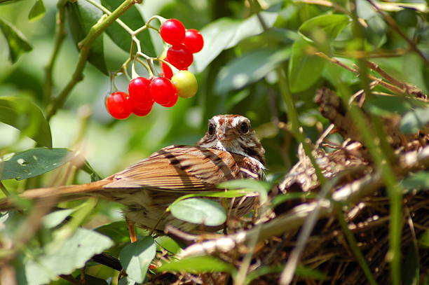 istock Mother sparrow protecting her nest 139907142