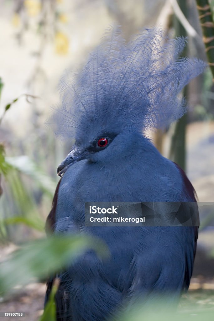 pigeon - Foto de stock de Azul libre de derechos
