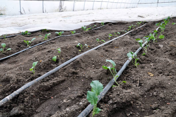 istock Cabbage grow in greenhouses 1399071769