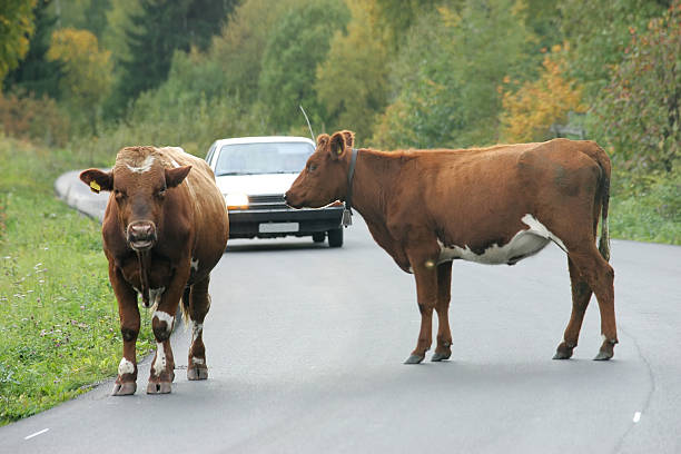 estrada vacas - cattle drive - fotografias e filmes do acervo
