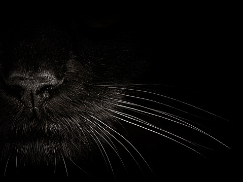 Closeup portrait black cat The face in front of eyes is yellow. Halloween black cat  Black background