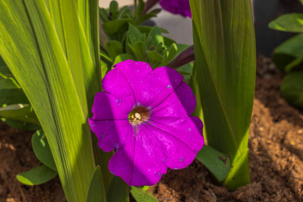 Macro view of blooming pink petunia with gladiolus.