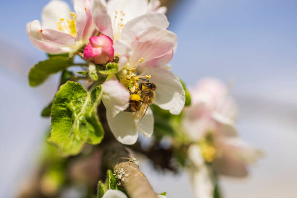 Close up view of bee on white flower apple tree in spring day.