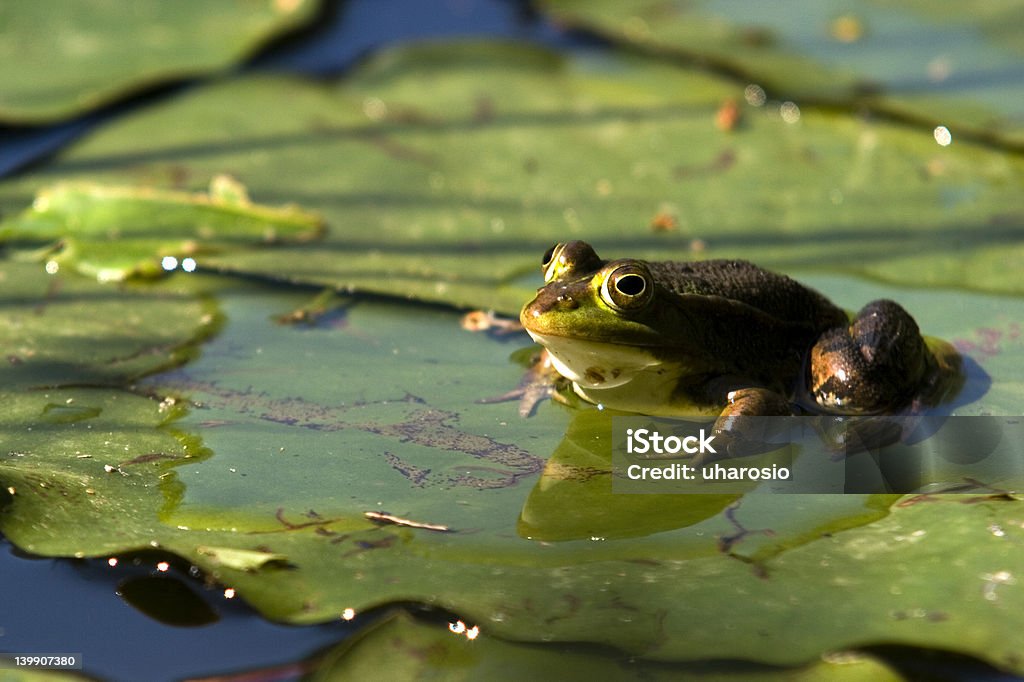 Grenouille assis sur un carnet de lilly - Photo de Amphibien libre de droits