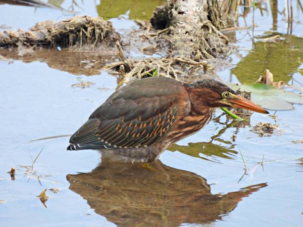 garça verde (butorides virescens) forrageamento juvenil em um lago - heron juvenile virescens water - fotografias e filmes do acervo