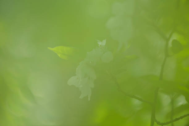 Selective focus: Spring collection