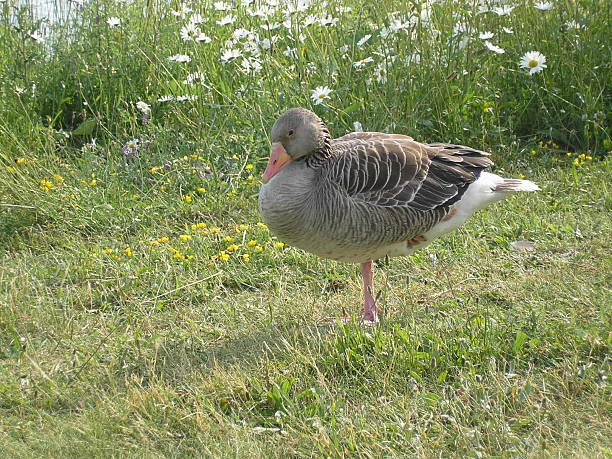 Duck on one leg stock photo