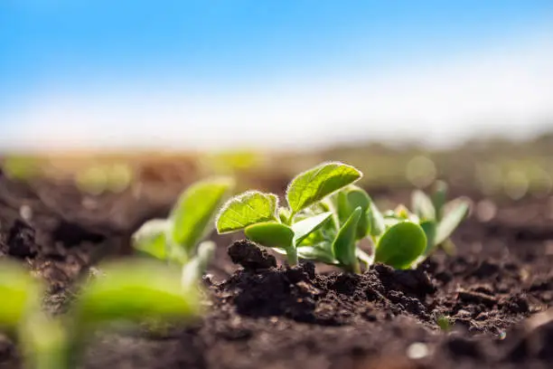 Photo of Rows of soy plants growing on an agricultural plantation. A field of young soybean shoots.  Selective focus.