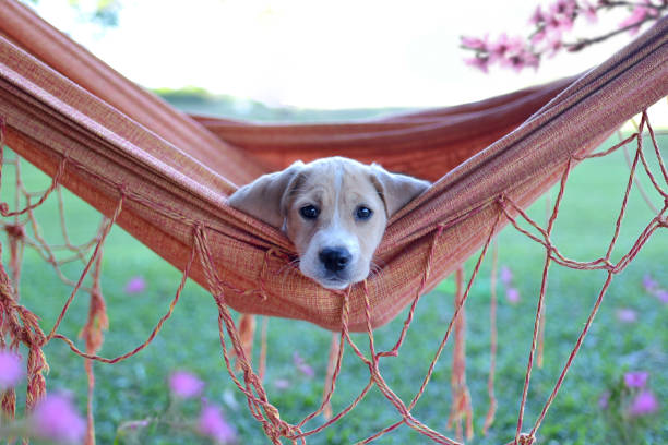 istock dog among the flowers 1399075245