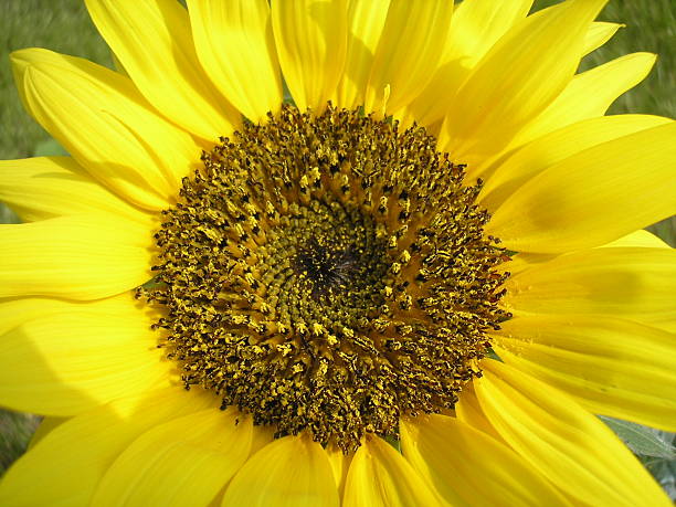 Sunflower closeup stock photo