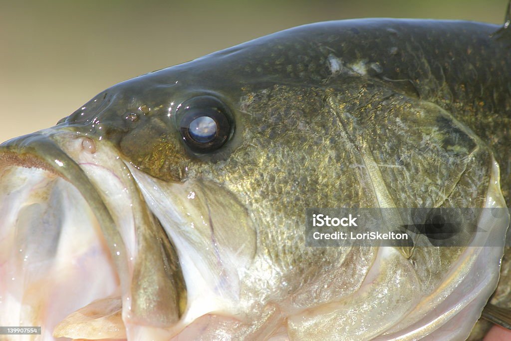 Nahaufnahme der Bass - Lizenzfrei Groß Stock-Foto