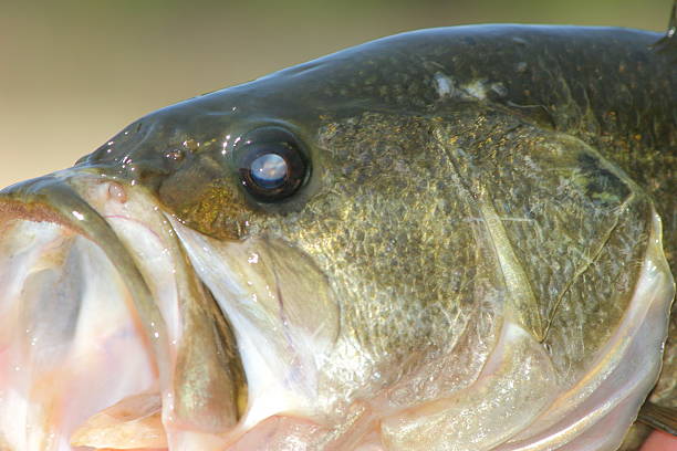 istock Close-Up of Bass 139907554