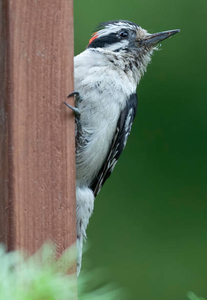 istock Woodpecker hanging on the deck railing 1399076087
