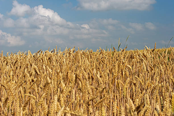 Wheatfield stock photo