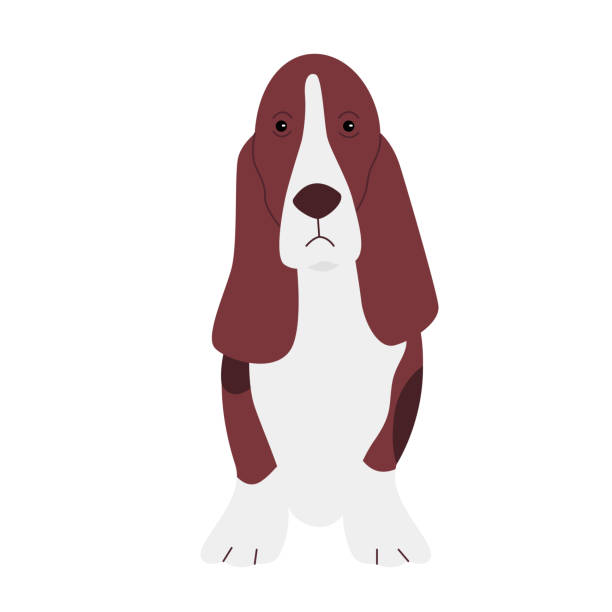 ilustrações de stock, clip art, desenhos animados e ícones de basset hound puppy dog - dachshund dog sadness sitting