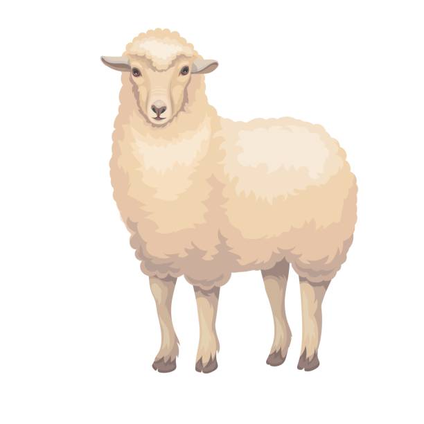 ilustrações de stock, clip art, desenhos animados e ícones de merino sheep, ewe - jumbuck