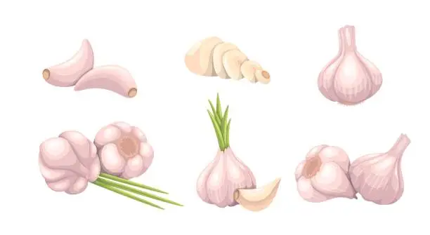 Vector illustration of Garlic set, vegetable
