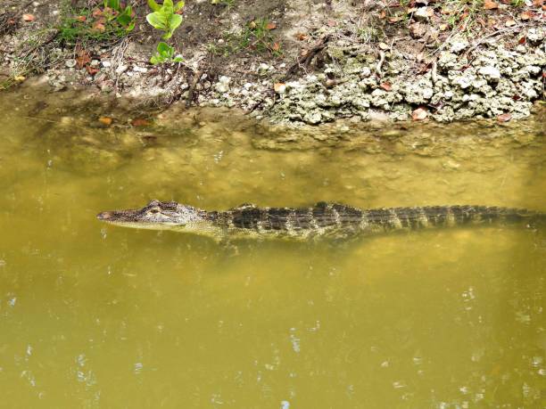 aligator amerykański (alligator mississippiensis) - młody, odpoczywający w jeziorze - american alligator zdjęcia i obrazy z banku zdjęć