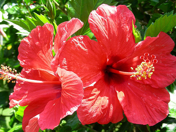 hibiscus stock photo