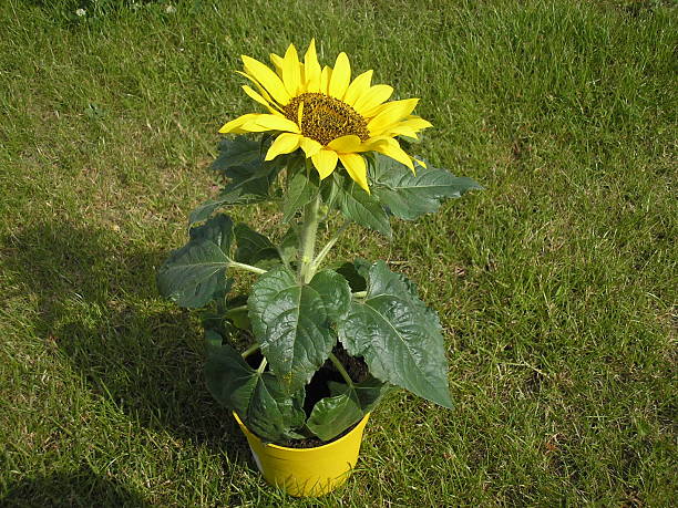 Sunflower in a pot stock photo