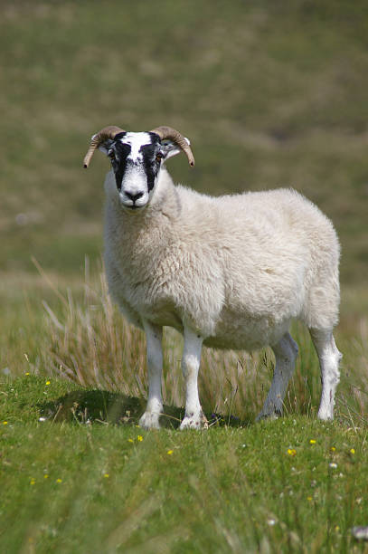 sheep stock photo