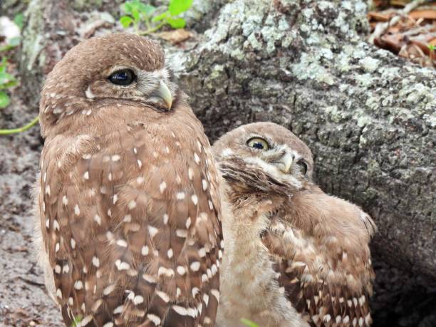 istock Burrowing Owl (Athene cunicularia)  owlets resting in the burrow 1399077250