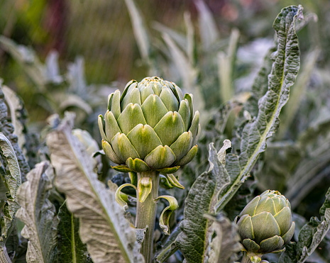 Close-up of Ripening Artichokes Globes Growing on Rural Farm .Close-up of artichoke, (Cynara cardunculus), ripening in a field of artichokes plants with the