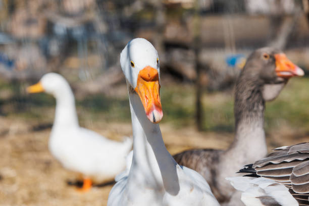 Close-up geese walking on an eco-farm