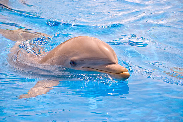 istock Smile of the dolphin 139907785