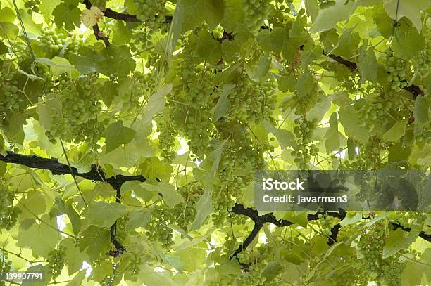 ブドウの葉のバックグラウンド - つる草のストックフォトや画像を多数ご用意 - つる草, カベルネソービニヨン葡萄, シャルドネ葡萄