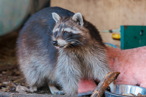 Raccoon feeding on food provided caretakers at Stanley Park, Vancouver, B.C.