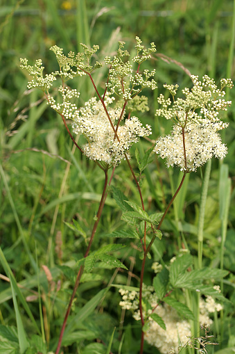 The flowers of meadowsweet or filipendula ulmaria