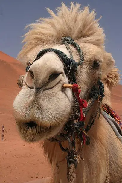 Photo of Camel ride, anyone?