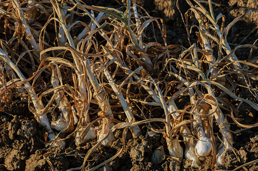 Field of freshly picked garlic bulbs, ready for harvesting into shipping containers

Taken in Gilroy California, USA