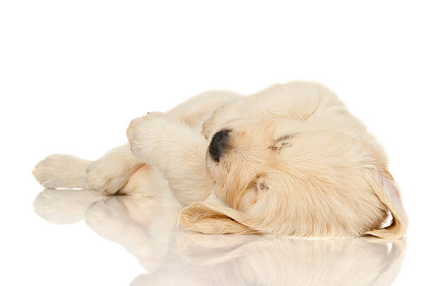 istock golden retriever puppy sleep 139908059