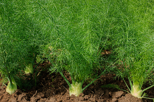 Close-up of organic fennel (Foeniculum vulgare) plants growing on a California central coast farm.\n\nTaken in Central Coast California, USA