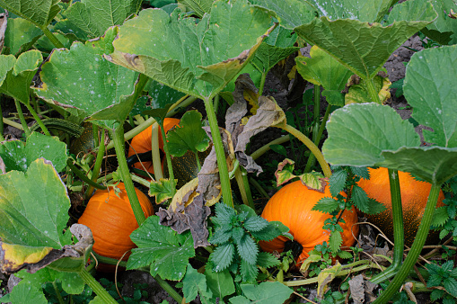 Close-up of large orange colored pumpkin hidden in rural pumpkin patch.\n\nTaken in Davenport, California, USA.