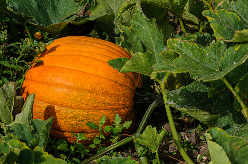 Close-up of large orange colored pumpkin hidden in rural pumpkin patch.\n\nTaken in Davenport, California, USA.