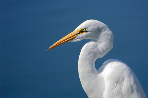Close-up of Great Egret (Ardea alba) foraging for food in coastal harbor.

Taken in Moss Landing, California, USA