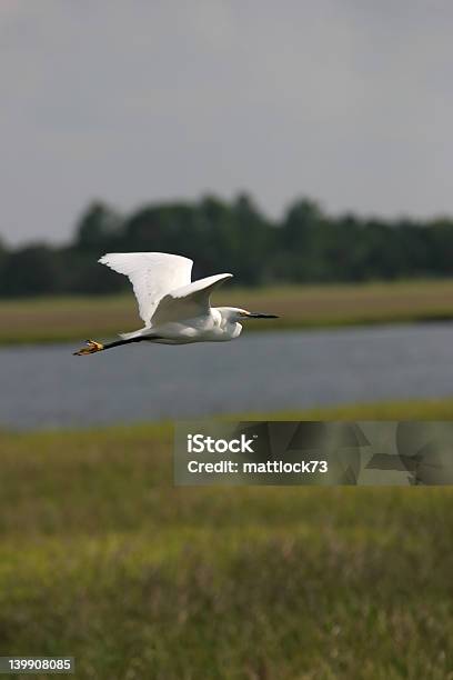 Cruceros Foto de stock y más banco de imágenes de Aire libre - Aire libre, Ala de animal, Animales salvajes