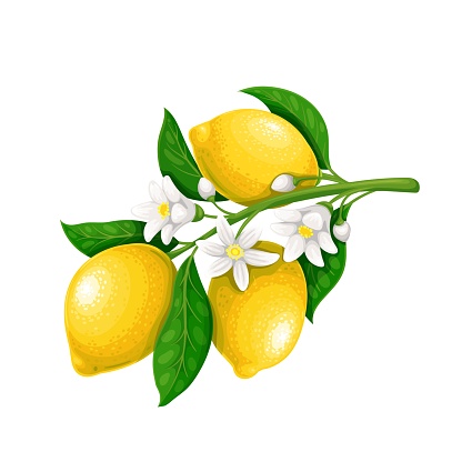 istock Blossoming branch of lemon with fruits 1399081106